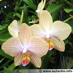 L' Orchidée.