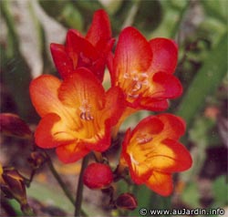 Le freesia.