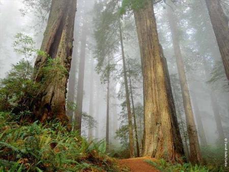 Au pied des arbres.