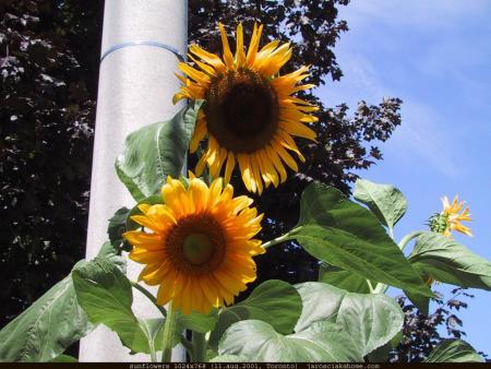 La fleur du soleil.